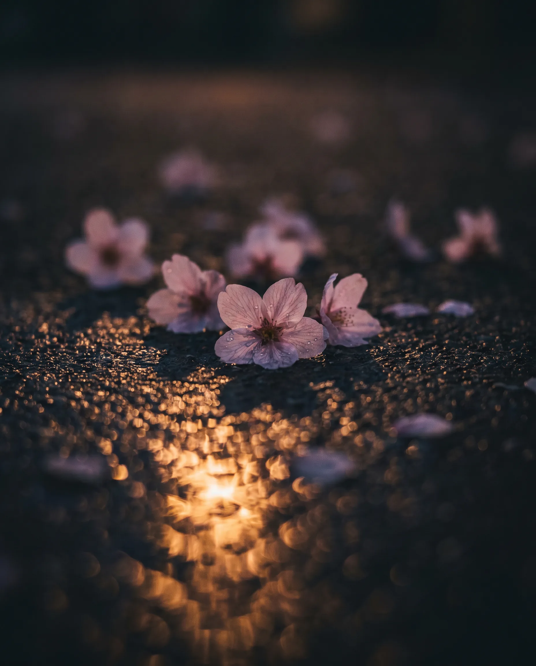 Sakura blossoms on a dark surface